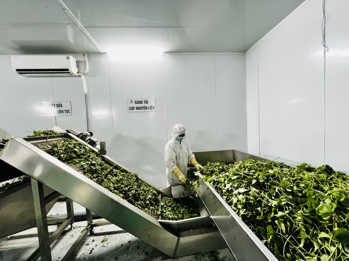 Dây chuyền sơ chế cây rau má tại nhà máy của THQueenFarm