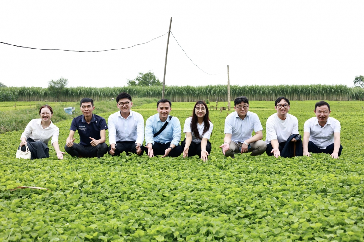THQueenFram và QFF tham quan vùng trồng cây rau má nguyên liệu
