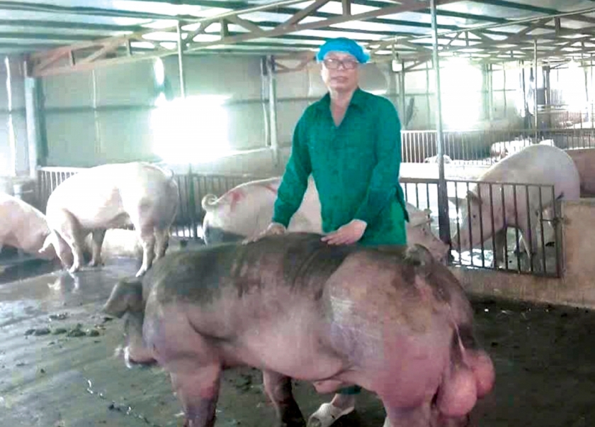 Không chỉ chăn nuôi, ông Nguyễn Văn Toàn còn trực tiếp nghiên cứu, lai tạo giống ngay tại trang trại. Không chỉ chăn nuôi, ông Nguyễn Văn Toàn còn trực tiếp nghiên cứu, lai tạo giống ngay tại trang trại.