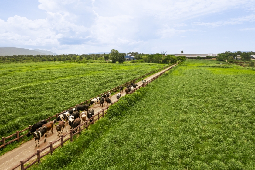 Chuẩn chất lượng được Vinamilk mở rộng trên toàn chuỗi, từ nguyên liệu, trang trại đến sản xuất và thành phẩm. Ảnh: Vi Nam Chuẩn chất lượng được Vinamilk mở rộng trên toàn chuỗi, từ nguyên liệu, trang trại đến sản xuất và thành phẩm. Ảnh: Vi Nam