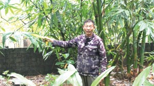 Vượt lên số phận để phát triển kinh tế từ mô hình trồng măng
