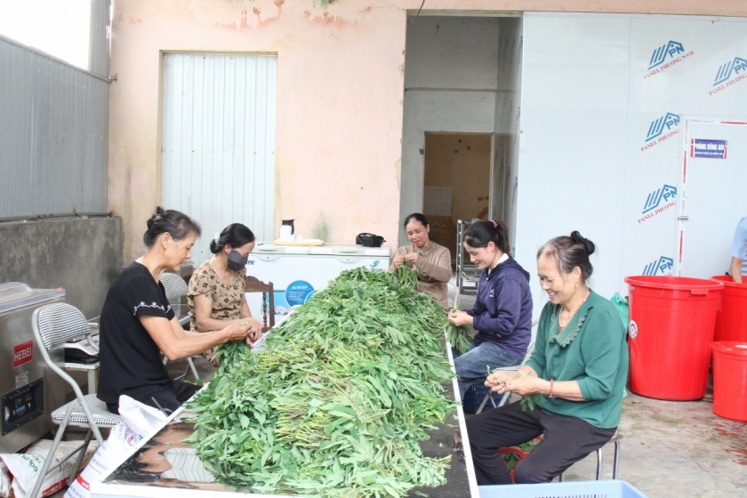 NCT tham gia sơ chế rau sắn, chuẩn bị nguyên liệu cho sản xuất và chế biến.