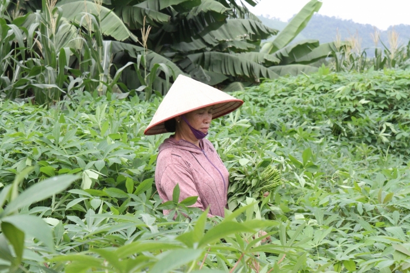 Bà Nguyễn Thị Tuy, 69 tuổi thành viên HTX Liên Gia Trang.  Thu hoạch rau sắn để bán cho HTX Liên Gia Trang, xã Tiên Lương, tỉnh Phú Thọ Công đoạn đưa rau sắn vào túi và đóng gói sản phẩm tại HTX Liên Gia Trang