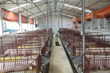 Phát triển ngành chăn nuôi bền vững để ổn định giá thành