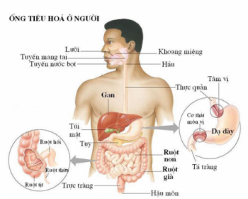 Rối loạn tiêu hóa Điều trị có khó?